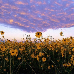 成人羞羞视频网站
